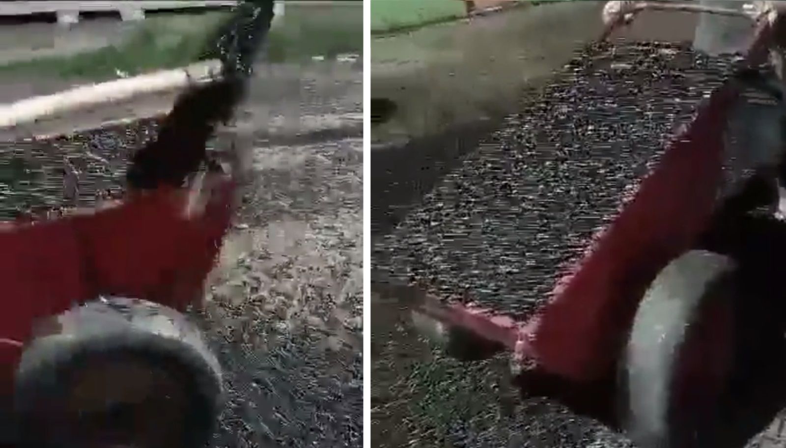 Vídeo: moradores usam pá e carrinho de mão para recolher besouros após infestação