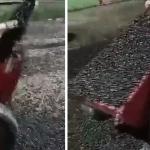 Vídeo: moradores usam pá e carrinho de mão para recolher besouros após infestação