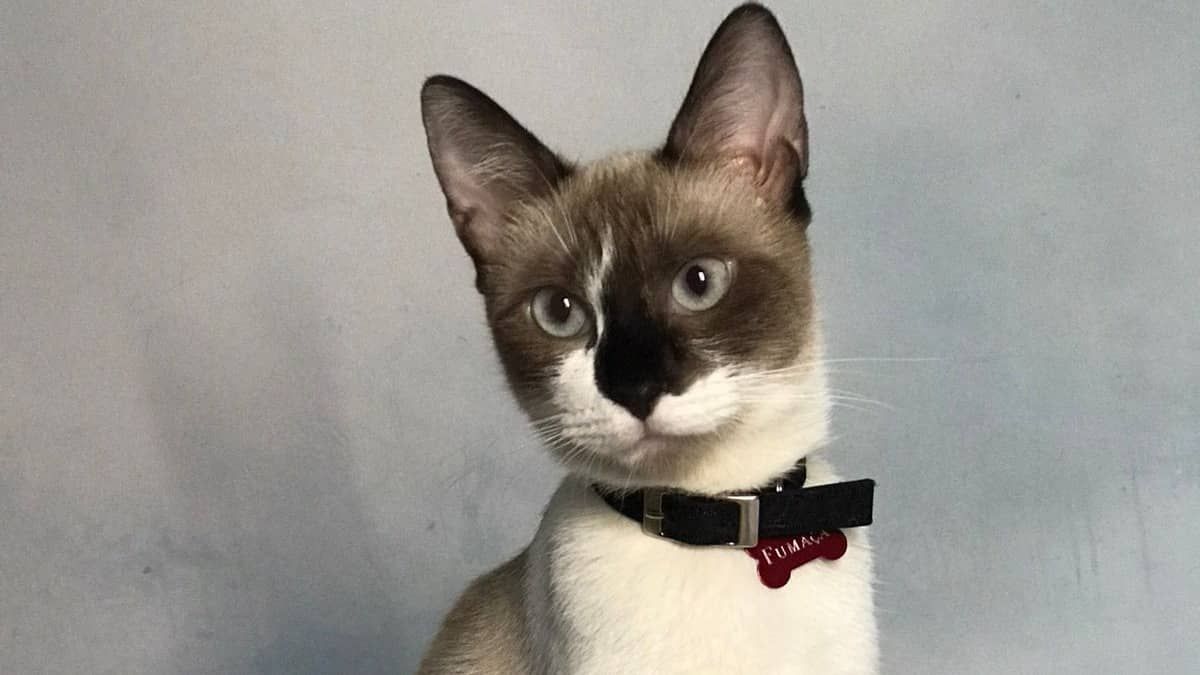 Jovem busca informações de gata desaparecida no bairro Caiçaras, em BH