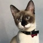 Jovem busca informações de gata desaparecida no bairro Caiçaras, em BH