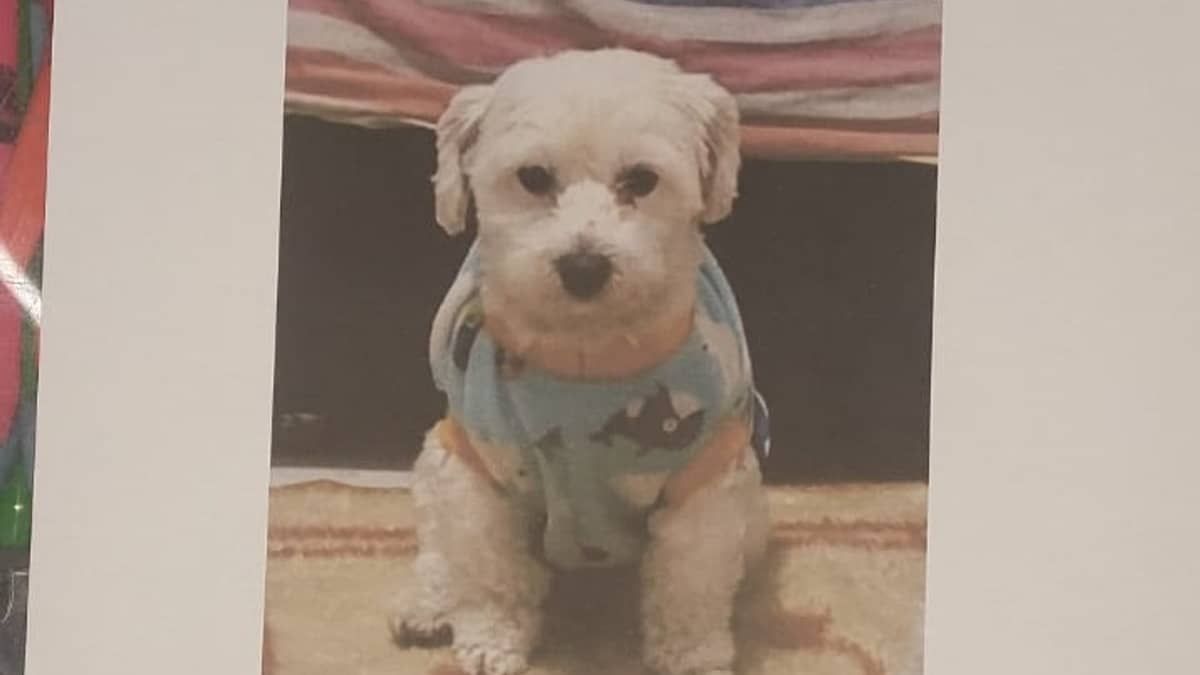 Família busca informações de cachorro desaparecido no bairro Jatobá, em BH