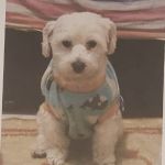 Família busca informações de cachorro desaparecido no bairro Jatobá, em BH