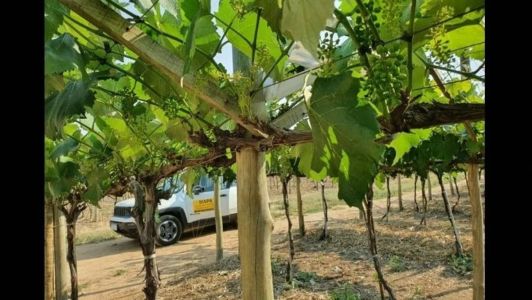 Instalação de armadilha para mariposa que causa a traça da videira