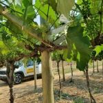 Ministério quer ajuda da população urbana para controlar doenças em animais e vegetais