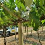 Ministério quer ajuda da população urbana para controlar doenças em animais e vegetais
