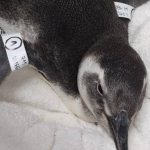 65 pinguins são encontrados mortos em praias do litoral norte de SP