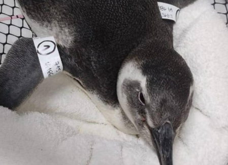 O aparecimento na região faz parte de uma migração da colônia dos pinguins-de-magalhães