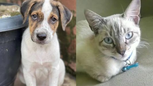 Interessados em adotar gatinhos devem levar caixas de transporte