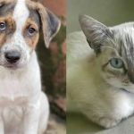 Shopping de BH terá feira para adoção de cães e gatos no próximo fim de semana; confira 