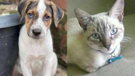 Interessados em adotar gatinhos devem levar caixas de transporte