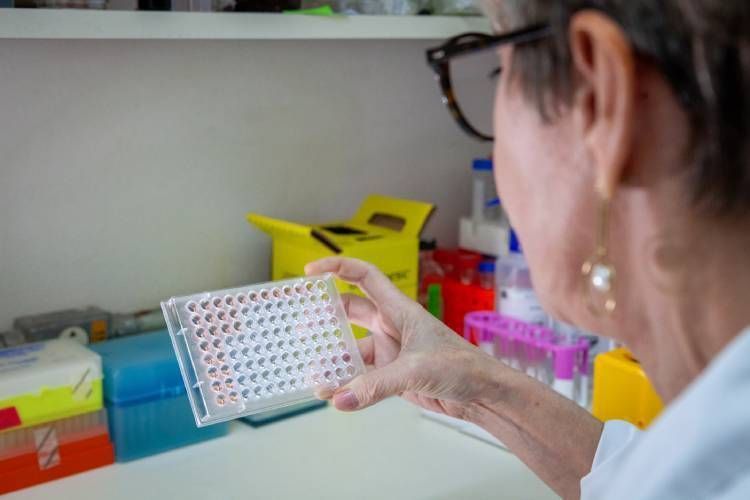 Butantan desenvolve teste para diagnosticar leptospirose no início; entenda importância