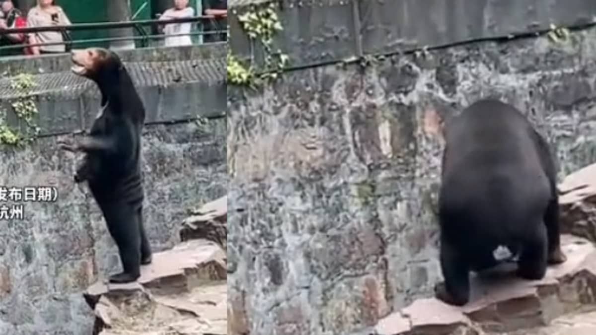 Zoológico chinês desmente boato que ursos seriam humanos fantasiados