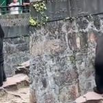 Zoológico chinês desmente boato que ursos seriam humanos fantasiados