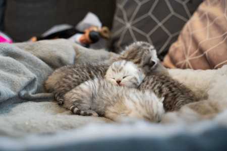 Nos dias que antecedem o parto, a gata pode apresentar mudanças comportamentais, como inquietação, busca por locais isolados e diminuição do apetite