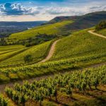 Brasil e Itália pensam diferente o agro de laboratório