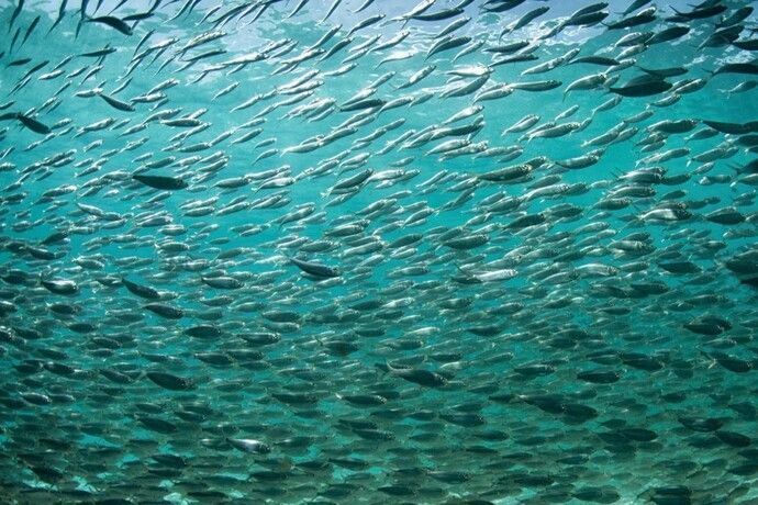 Italiano é preso por furto de 15 toneladas de peixe e crustáceos