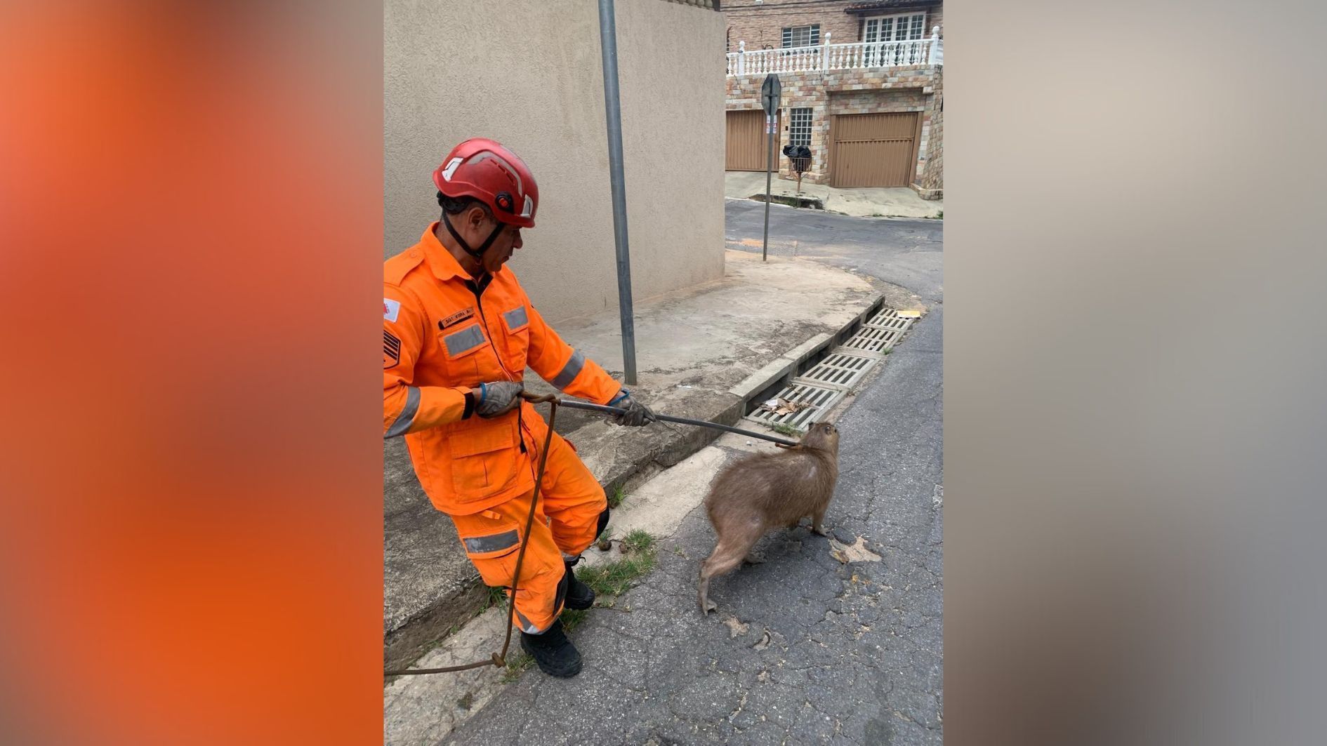Capivara é resgatada em Venda Nova