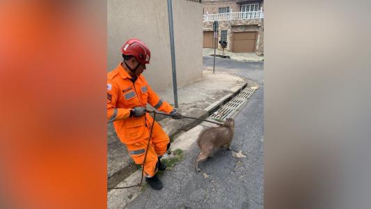 CBMMG resgata capivara em Venda Nova
