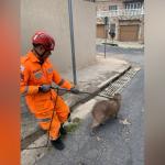 Capivara é resgatada em Venda Nova