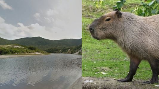 Mulher é mordida por capivara em SC