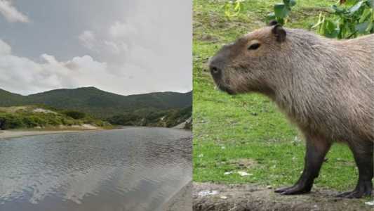 Mulher é mordida por capivara em SC