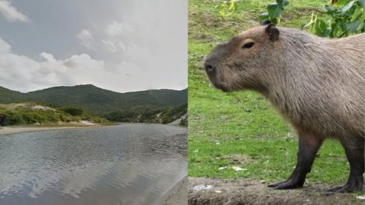 Mulher é mordida por capivara em SC