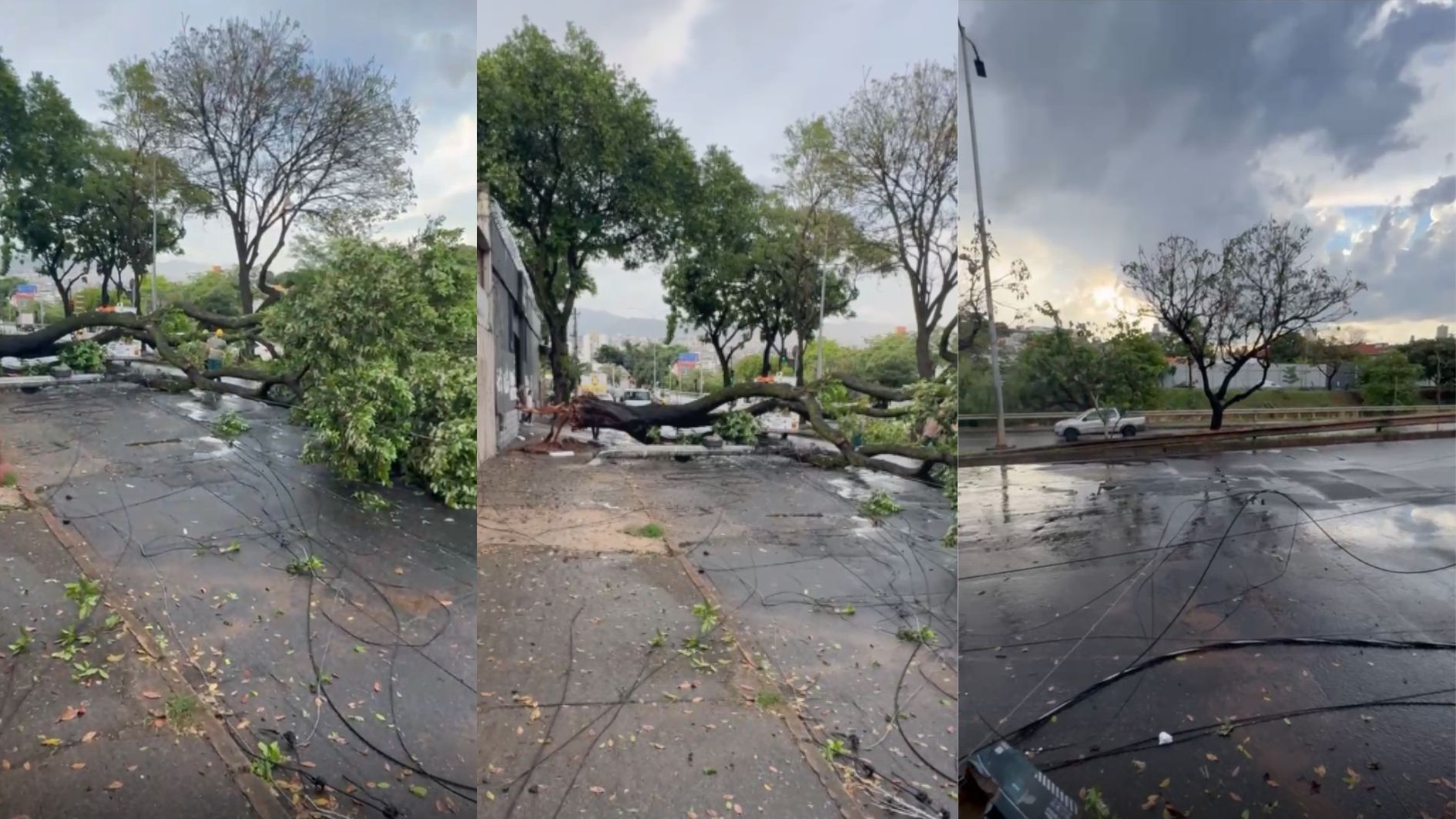 Temporal causa série de ocorrências em BH, com 12 árvores caídas e vias bloqueadas