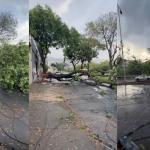 Temporal causa série de ocorrências em BH, com 12 árvores caídas e vias bloqueadas