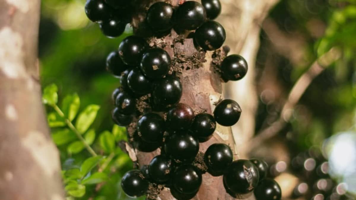 Frutas brasileiras constam no ranking das 100 melhores do planeta