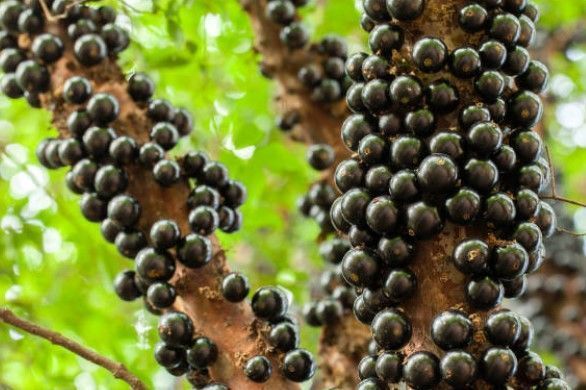 Cachoeira do Campo recebe 34ª Festa da Jabuticaba de 7 a 9 de novembro