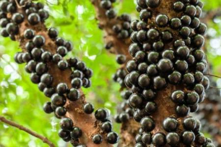 Pé de jabuticaba