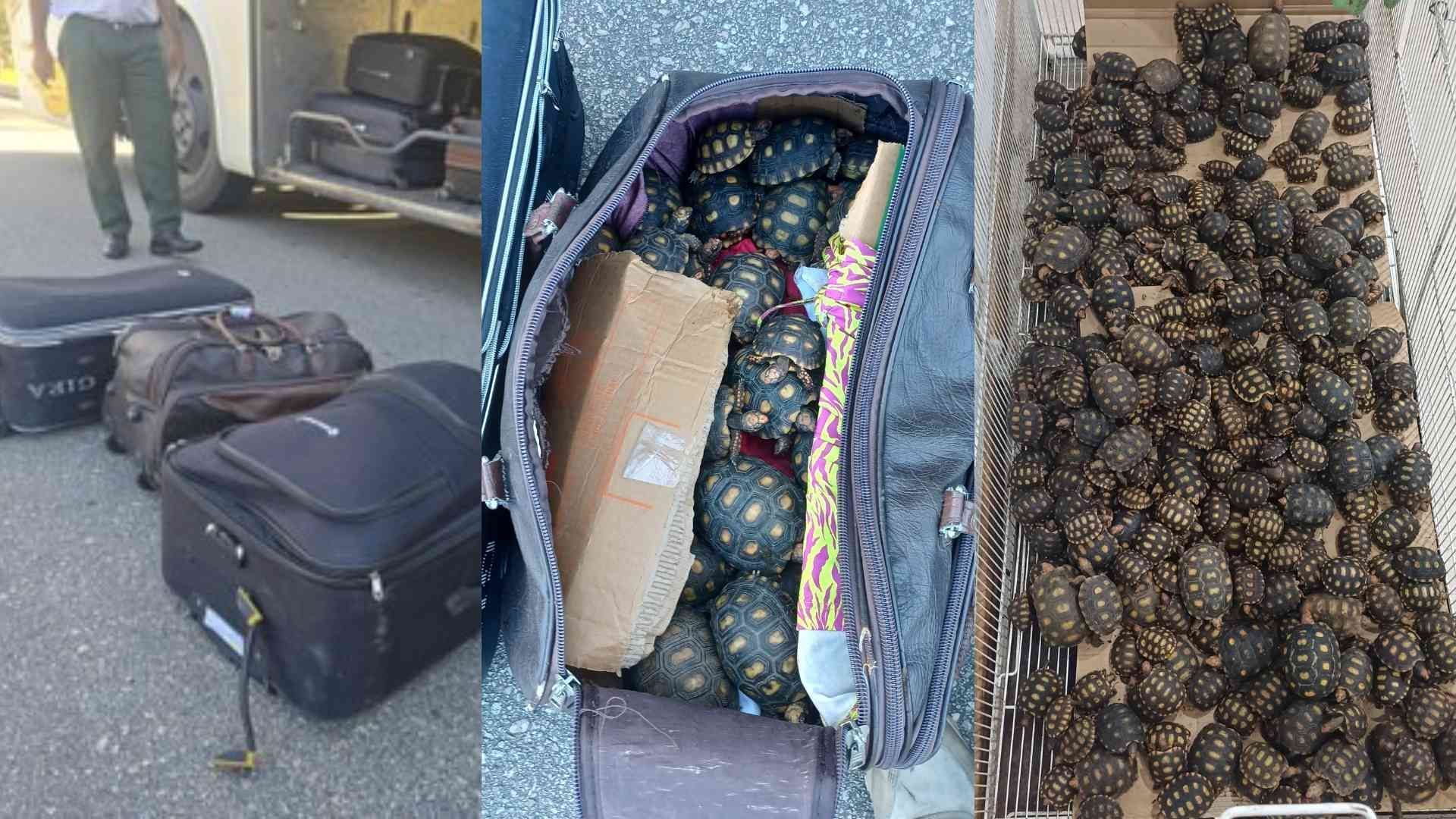 Reincidente, homem é detido pela PRF com 600 filhotes de jabutis em ônibus na BR-116;  vários animais morreram no trajeto