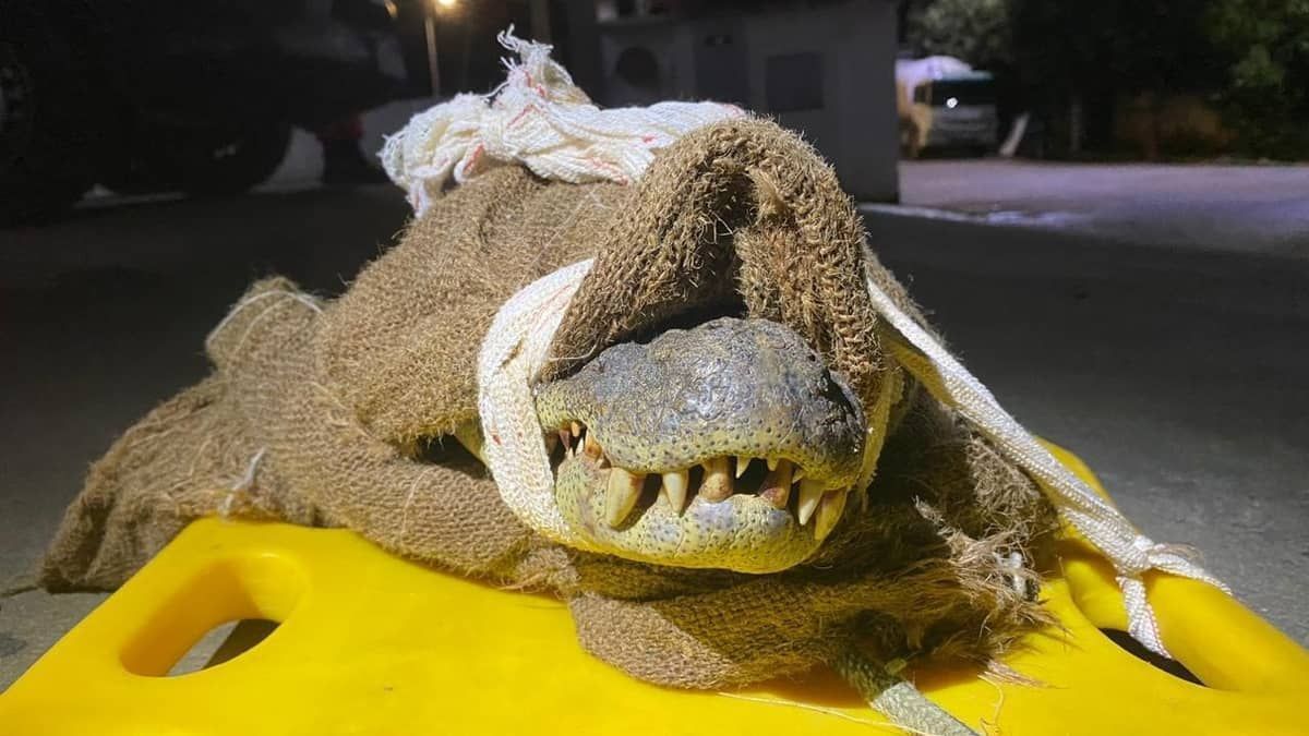 Homem escapa de ataque de jacaré e amarra animal em tronco