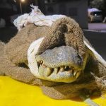 Homem escapa de ataque de jacaré e amarra animal em tronco