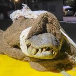 Homem escapa de ataque de jacaré e amarra animal em tronco