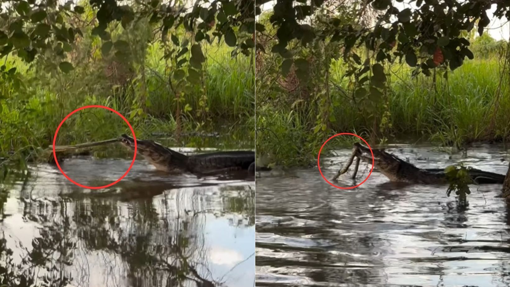 Turista grava vídeo impressionante de briga de mais de 2 horas entre jacaré e sucuri no Pantanal