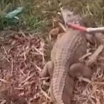 Vídeo: jacaré invade condomínio de luxo e polícia ambiental é acionada