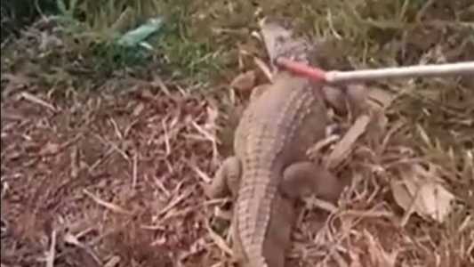 Jacaré foi devolvido ao Lago Paranoá