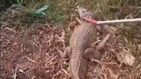 Jacaré foi devolvido ao Lago Paranoá