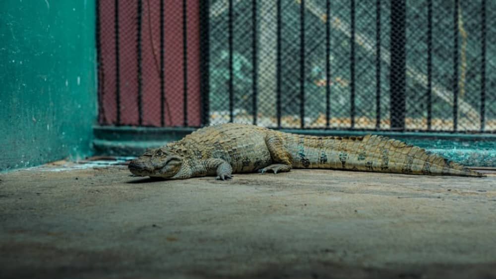 Jacaré resgatado em Fabriciano no ambiente urbano está sob cuidados do Cebus da Usipa 