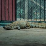 Jacaré resgatado em Fabriciano no ambiente urbano está sob cuidados do Cebus da Usipa