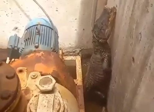 Vídeo: jacaré é resgatado por bombeiros em estação de tratamento de esgoto em GO