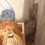 Vídeo: jacaré é resgatado por bombeiros em estação de tratamento de esgoto em GO