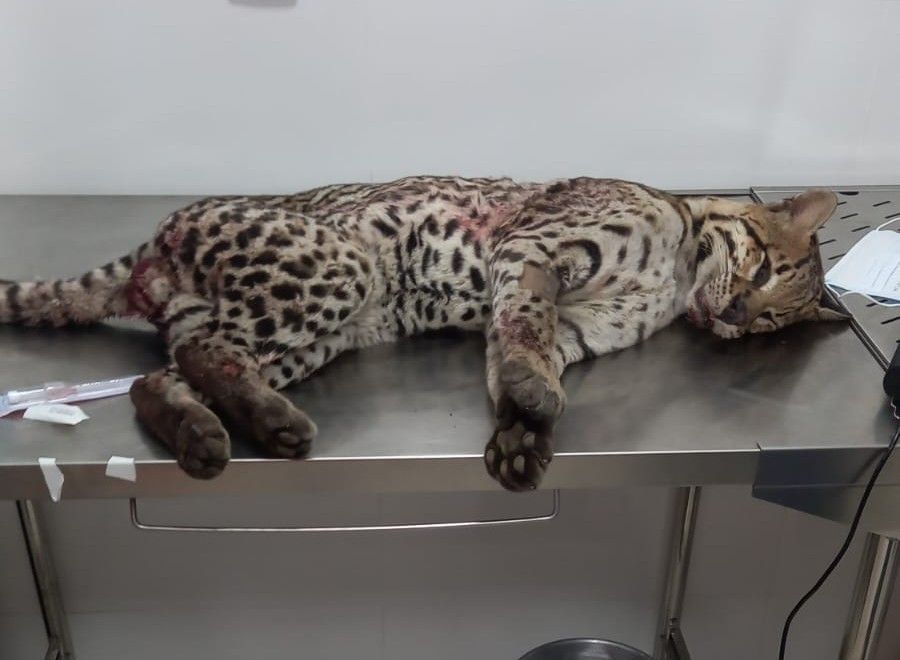 Jaguatirica é resgatada após ser atropelada em rodovia de Belo Oriente