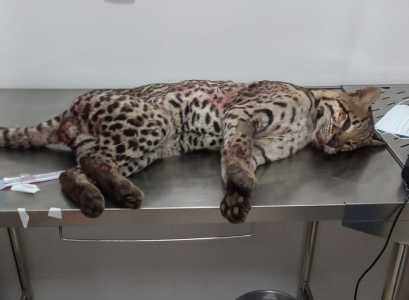 Jaguatirica Belo Oriente