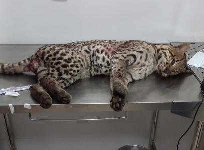 Jaguatirica Belo Oriente