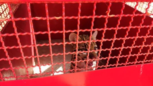 Jaguatirica foi resgatada pelos bombeiros no Norte de Minas