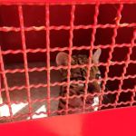 Vídeo: animal selvagem 'encurralado' e 'agressivo' é capturado em Lontra pelos bombeiros