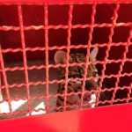 Vídeo: animal selvagem 'encurralado' e 'agressivo' é capturado em Lontra pelos bombeiros