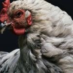 Japão bloqueia frango de Santa Catarina
